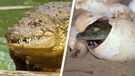 Cuánto Dura La Incubación De Los Cocodrilos