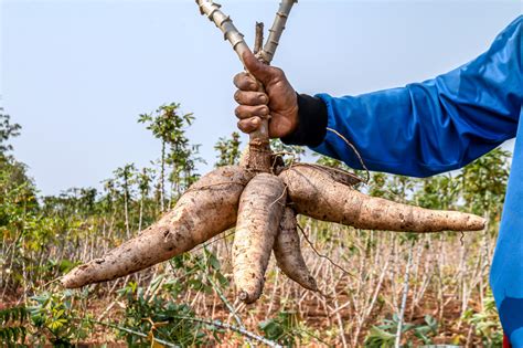 15 Proven Health Benefits Of Cassava Manioc Or Yuca How To Ripe