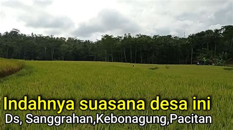 Suasana Persawahan Desa Yang Bikin Kangen Kampung Halaman YouTube