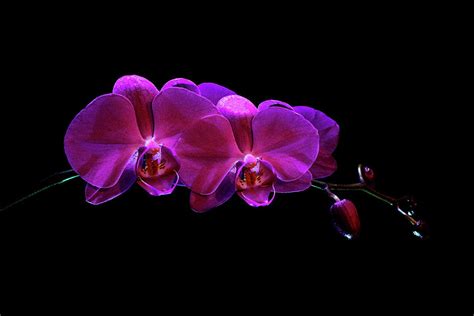 Lavender Orchids Photograph by Denise Harty - Fine Art America