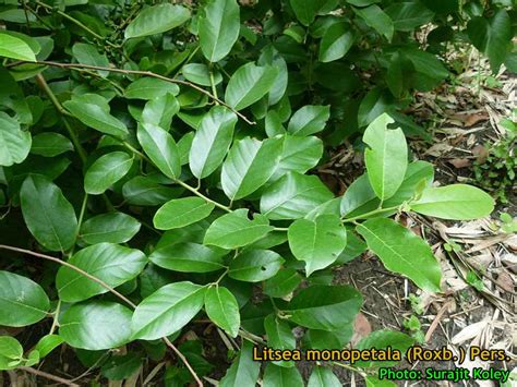 Medicinal Plants: Litsea monopetala, Meda, Maidaa-lakdi, Litsée à un ...