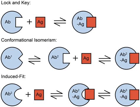 Mechanism of protein-ligand binding reactions. An important distinction ...