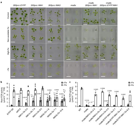| Phenotypic characterization of transgenic plants with altered ...