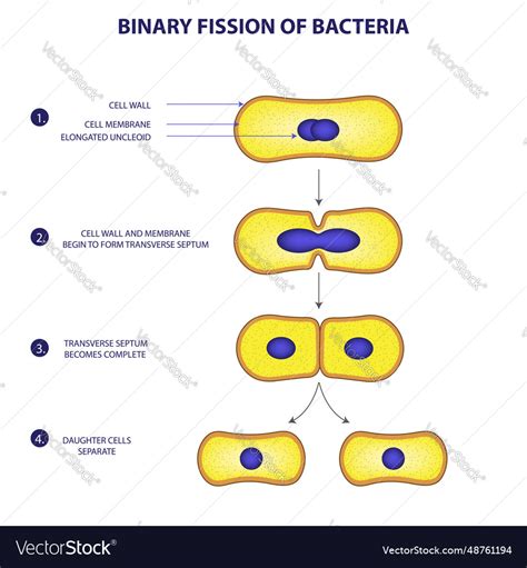 Binary fission process of bacteria Royalty Free Vector Image