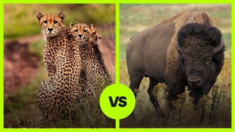 A Hypothetical Confrontation Cheetah Vs Bison Hypothetical Animal