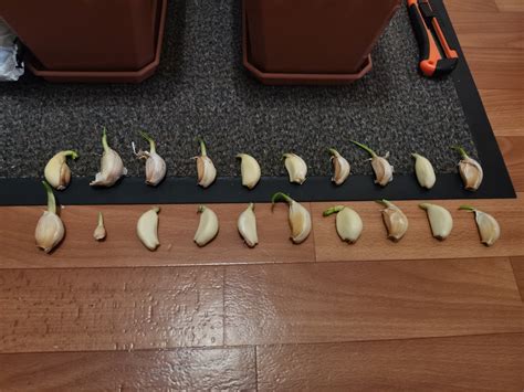 Чудо-чеснок | Пикабу