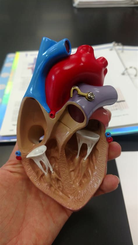 Heart Diagram Quizlet