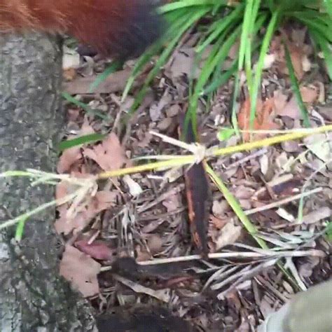 Red Panda Eating Grapes : r/aww