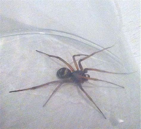 More sightings of the false widow spider, as Britain's 'most venomous