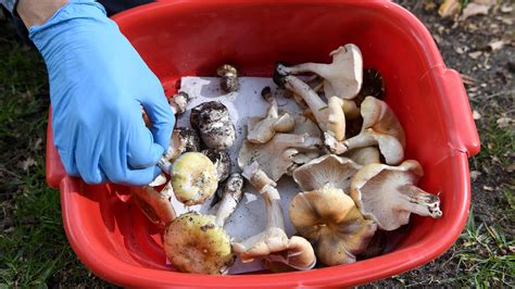Mushroom Poisoning Suspected in 3 Deaths, Australia Police Say - The