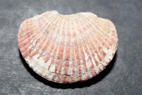 Раковина двухстворчатого моллюска. Серцевидка время создания неизвестно