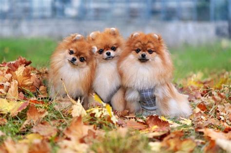 Pomeranian Puppy Pictures and Facts