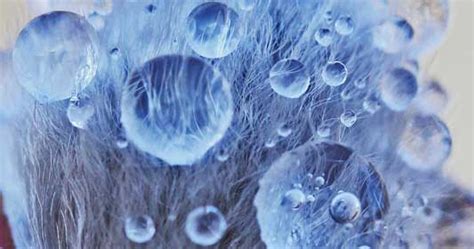 East Gwillimbury Cameragirl Pussy Willows Macro Monday