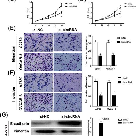 Knockdown Of Hsa Circ Significantly Inhibited Proliferation