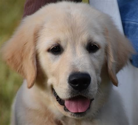 Teddy Golden Retriever Puppy 621090 Puppyspot