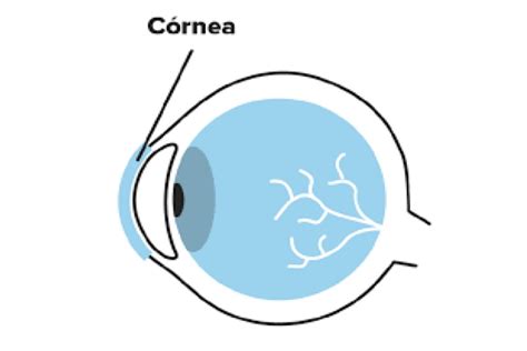 C Rnea En Ojopedia Tu Enciclopedia De Oftalmolog A