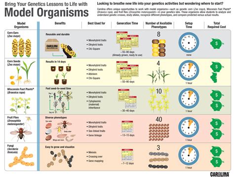 Which Genetic Organism Is Best for Your Classroom? – Carolina Knowledge