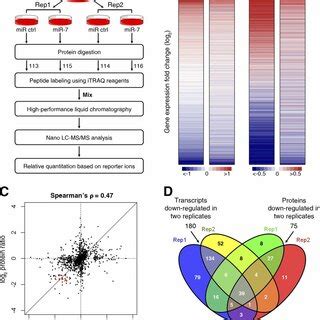 Proteomic And Transcriptomic Identification Of Mir Targets A