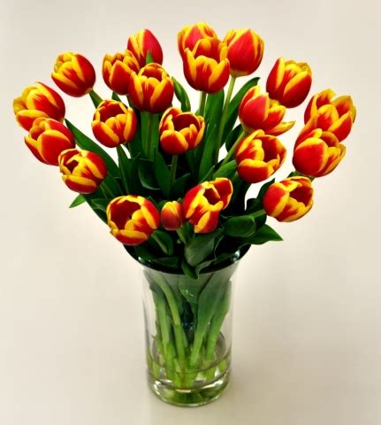 Tulips.com: Tulips: Multi Color Tulips