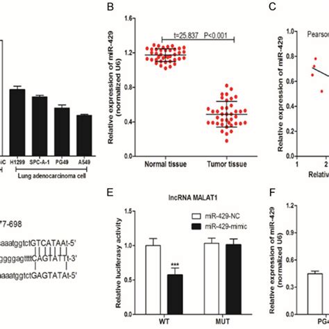 LncRNA MALAT1 Knockdown Suppressed The EMT Of LAC Cells A Transwell