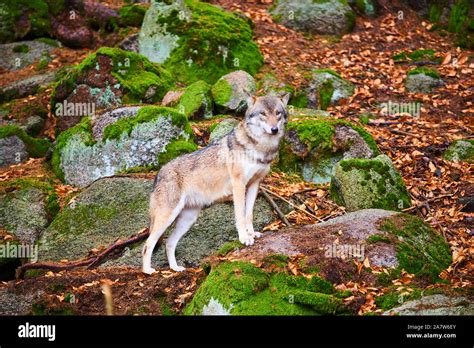 grey wolf habitat europe  res stock photography  images alamy