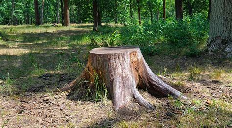 Decorative Tree Stump Covers Instead Of Trying To Get Rid Of Them Or