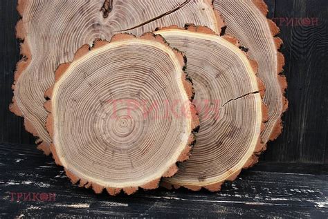 Купить Спилы, срезы дерева (поштучно) - Акация | Изделия из дерева ...