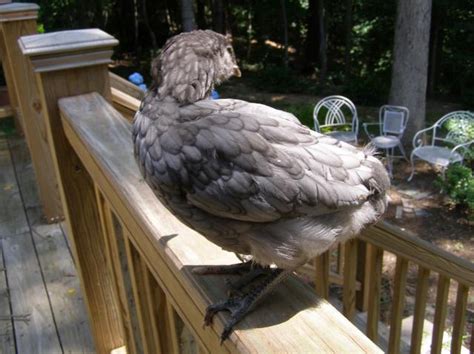 Blue Ameraucana Sex Weeks Old Backyard Chickens Learn How To Raise Chickens