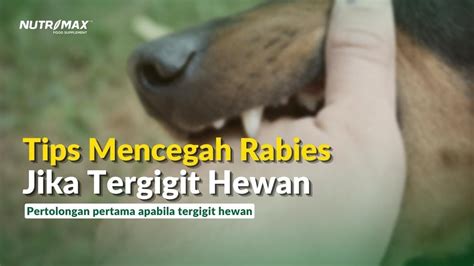 Ciri Ciri Terkena Rabies Setelah Digigit Kucing