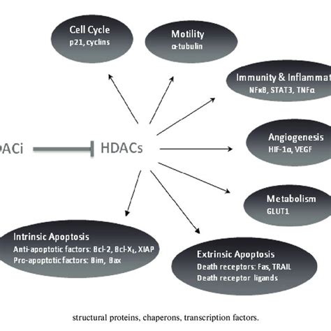 hdac inhibitors  clinical development  scientific diagram
