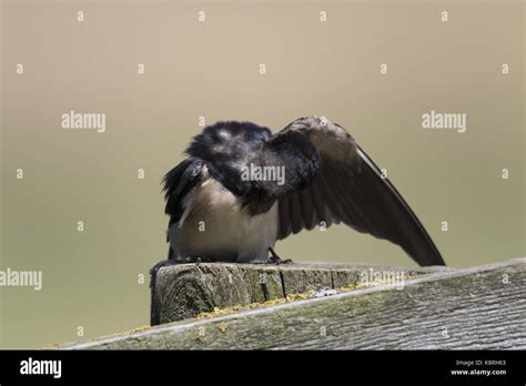 Swallow On Fence Preening July Norfolk Stock Photo Alamy
