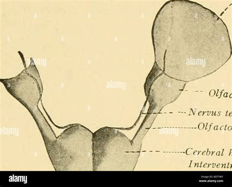 . Comparative anatomy. Anatomy, Comparative. THE NERVOUS SYSTEM 487 ...