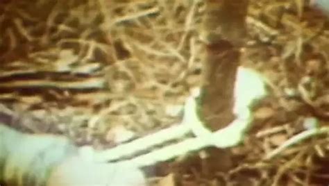 Retro Mm Amateur Heimfilm Xhamster