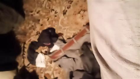 Electro Shock Sounding On Mini Cock Gay Amateur Porn Feat Wonderlust XHamster