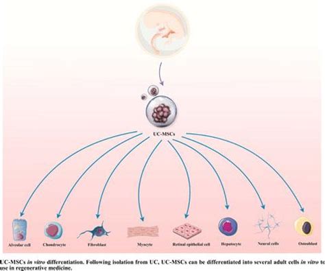 Umbilical Cord Mesenchymal Stem Stromal Cells Potential To Treat Organ