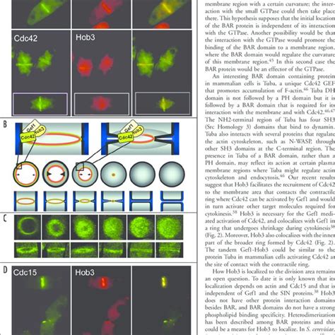 A Colocalization Of Hob3RFP With GFPGef1 And GFPCdc42 During