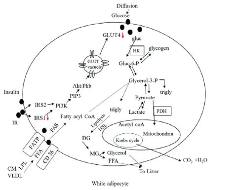 Illustration Of The Regulation Of Glucose And Free Fatty Acid Uptake In