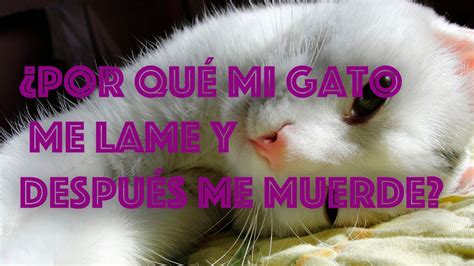 ¿por Qué Mi Gato Me Muerde Tu Gato Te Lame Y Después Te Muerde