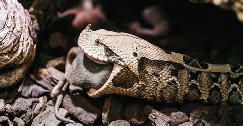 gaboon viper animal facts bitis gabonica   animals