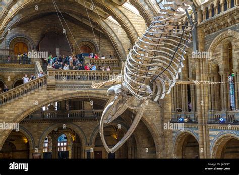 Hope The Giant Blue Whale Skeleton Balaenoptera Musculus Suspended