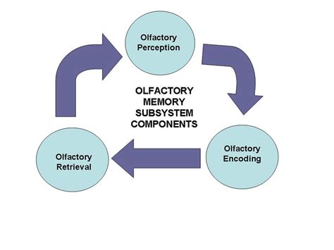 1 A Schematic Diagram Of The Relationship Among Olfactory Perception