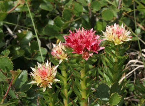 Мастопатия: противопоказания при фиброзно кистозной мастопатии