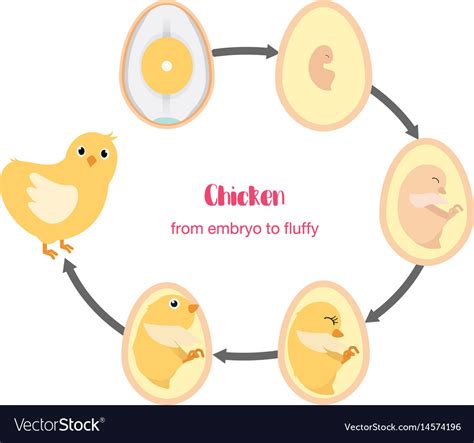 Chicken Life Cycle Clipart Life Cycles Clipart Chicken Life Cycle