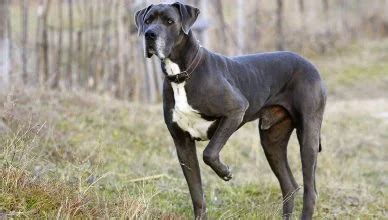 7 Common Great Dane Health Issues and Their Treatment