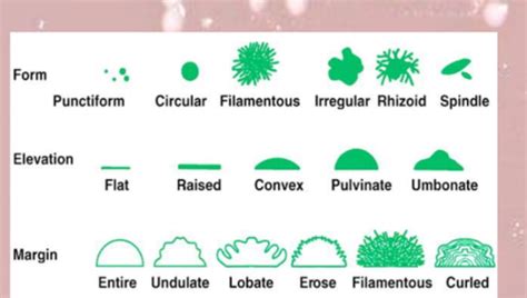 aseptic techniques Flashcards | Quizlet 