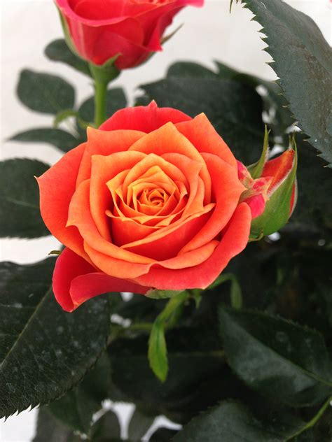 Sweet Home Roses – Roses Forever