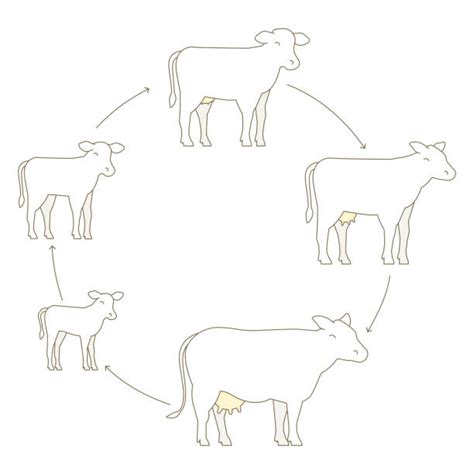 Cattle Reproduction Illustrations, Royalty-Free Vector Graphics & Clip ...