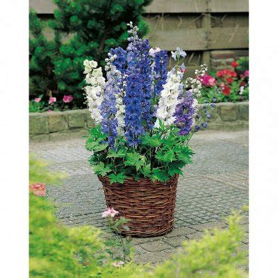 Украсим наш сад — большой выбор рассады многолетников ...