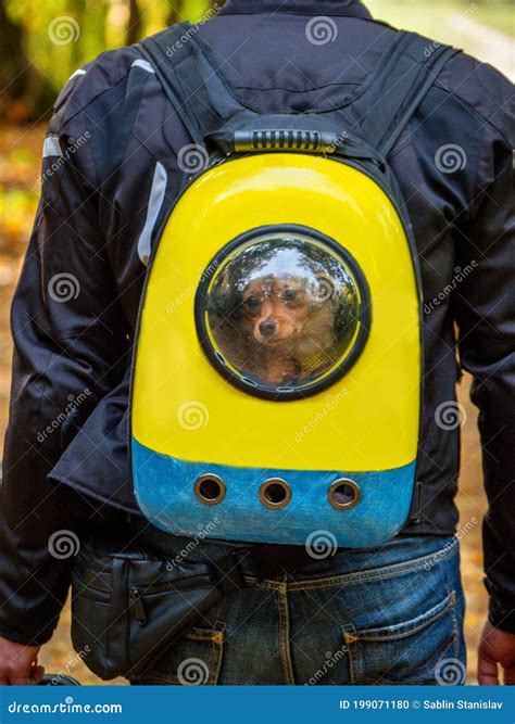 Собака в сумке на мотоцикле Стоковое Фото - изображение насчитывающей ...