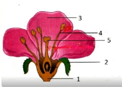 Detail Gambar Bunga Beserta Nama Bagian Dan Fungsinya Koleksi Nomer 36